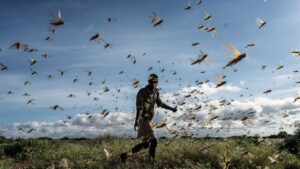 Read more about the article The Plague of Locusts