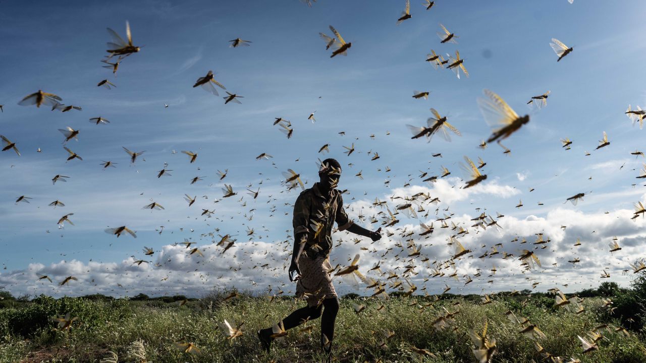 You are currently viewing The Plague of Locusts